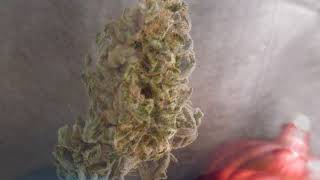 TGA Genetics (Subcool) Seeds. This Buds For You!