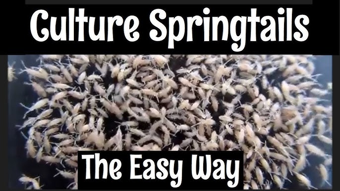 All About Springtails - Care, Culturing, Seeding & More 
