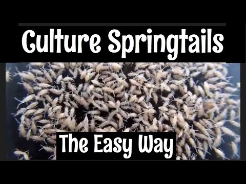 How to Culture