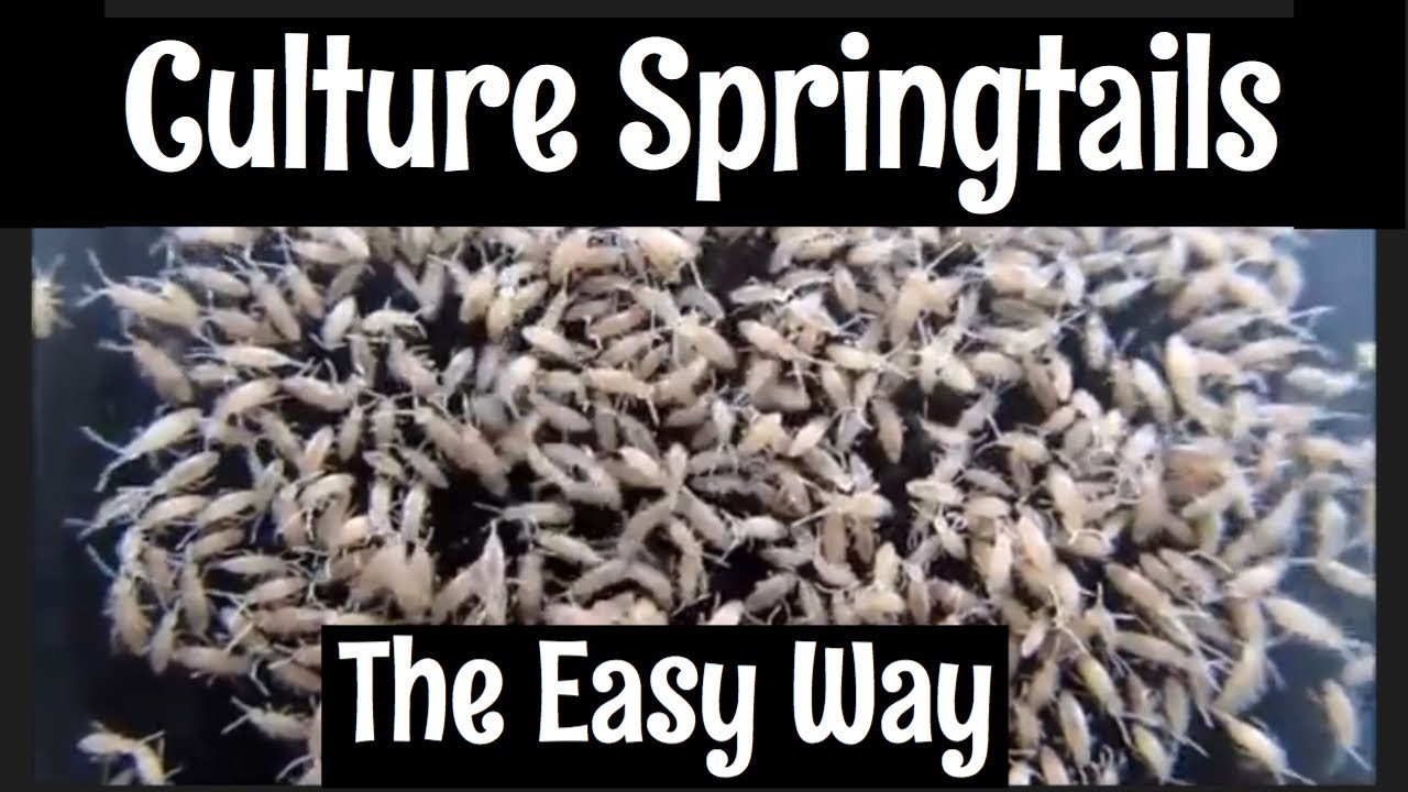 100 Springtails Live Springtail Culture for Terrariums & Reptile Food