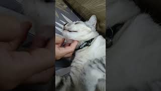 Why Yu cutecat cat yuyu