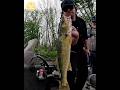 Spring 2025 Walleye for Nick. #fishing #walleyefishing #riverfishing #minnesota #walleye