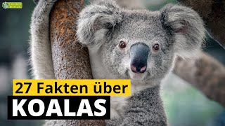 27 Steckbrief Fakten Uber Koalas Doku Wissen Fur Kinder Youtube