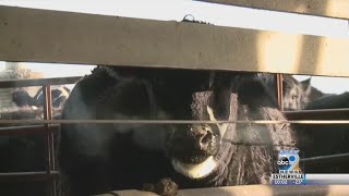 Caring for livestock through extreme cold