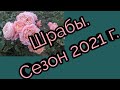 Розы шрабы с названиями сортов. Сезон 2021 г.