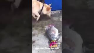 كلب رحيم ينقظ سمك من الموت#اكسبلور#explore#trending#trend#video#reels#dog#clips#blogger#travel#life