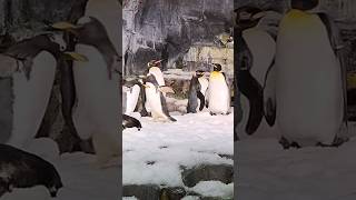 Walking to the one person happy to see you! #shorts #seaworld #penguin