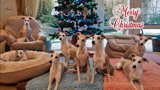 Taking a Christmas Photo of 8 Whippets