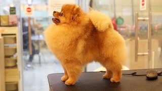 Pomeranian show dog Singapore by Pawfessional Pet Care 76 views 6 days ago 1 minute, 19 seconds