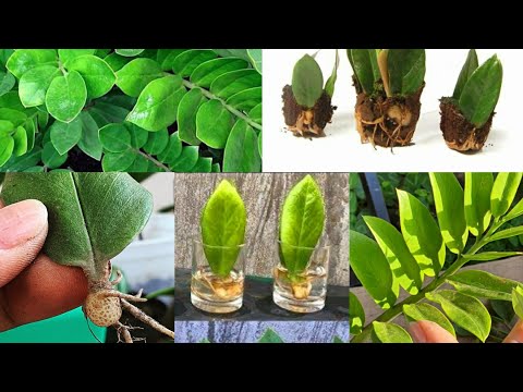 Vídeo: Fatsia como planta de casa - Como cultivar Fatsia em um recipiente