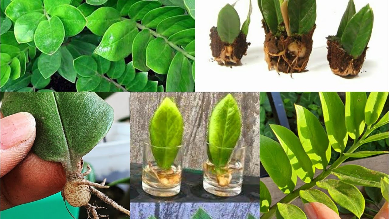 SAIBA COMO CULTIVAR ZAMIOCULCA E COMO FAZER MUDAS DE 5 MANEIRAS DIFERENTES SAIBA COMO CULTIVAR ZAMIOCULCA E COMO FAZER MUDAS DE 5 MANEIRAS DIFERENTES