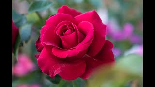 Golap - DJ Bapon. rose Romantic Song 2022 | Valentine's Day | Love Song