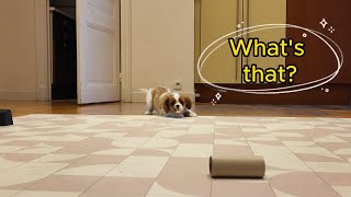 Vanilla, the Cavalier King Charles puppy, saw a toilet paper roll for the first time by Vanilla Channel 2,672 views 1 month ago 2 minutes, 33 seconds