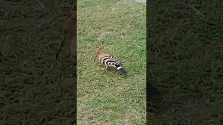 ঘুরলাম কতো দেখলাম জতো #basb #waz #bpss #unfrezzmyaccount