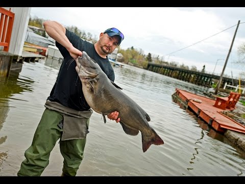 Lake Ontario angler lands 'monster' catfish, a likely new state record  (video) 