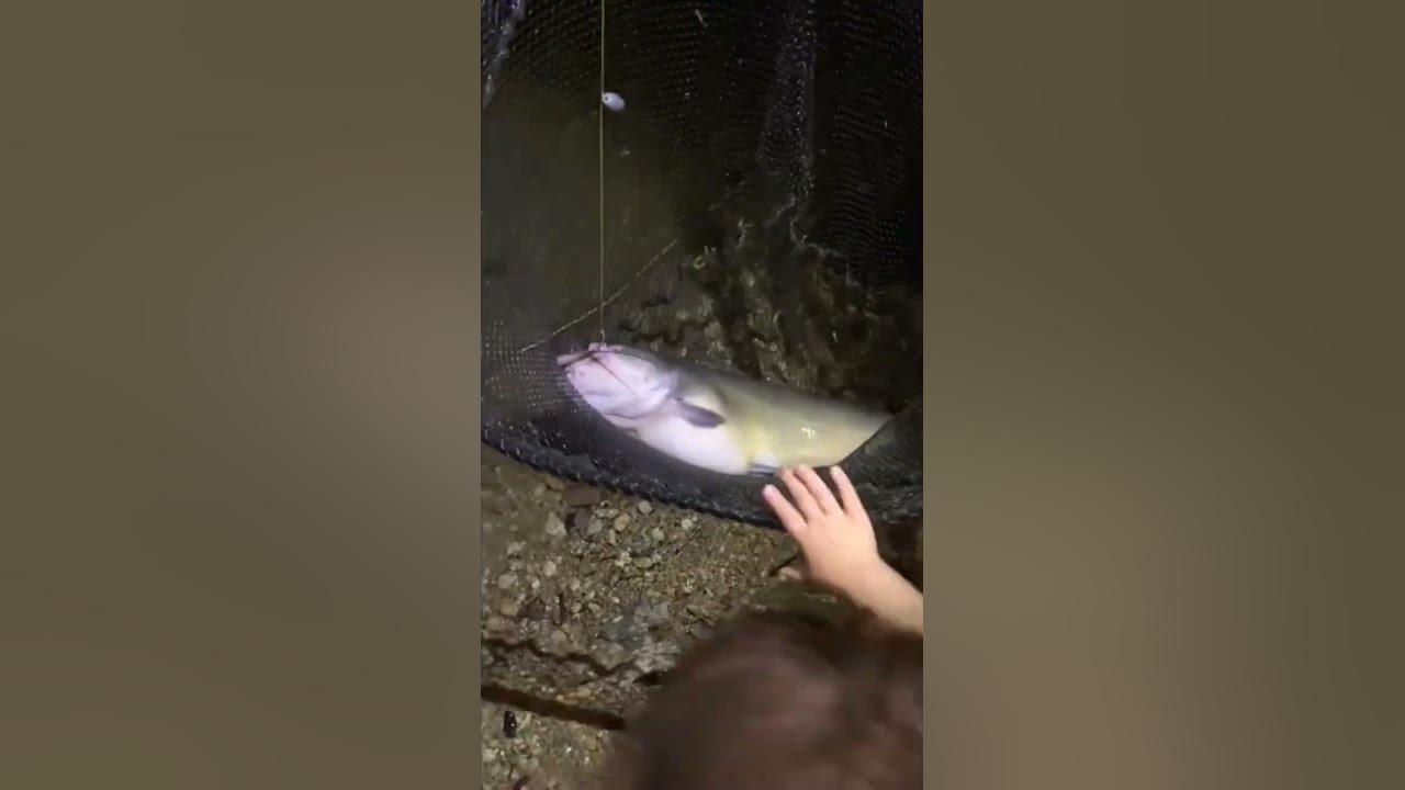 ten-pound-channel-catfish-using-strawberry-corn-as-bait-catfishing