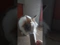 Rabbit Gets Mad While I Still Her Toilet Paper Tube Rabbit Gets Mad While I Still Her Toilet Paper Tube