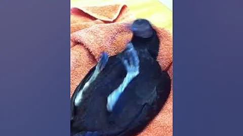 Quirky Chicken