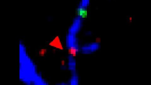 Three-color single molecule imaging of WASP, Arp2/3 complex and actin filament
