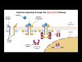 Arabic: Cytokines Signaling through the JAK-STAT Pathway شرح لإشارة السايتوكاينات في مسار JAK-STAT