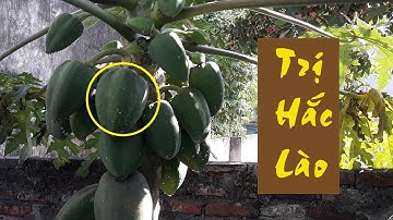 Cách trị hắc lào bằng đu đủ xanh