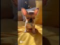 #fypシ #cute #cutedog #cutepuppy #cutepets #puppy #dogs #smalldog #adorabledog #adorable #shorts #yt
