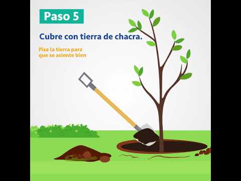 Video: Plantar árboles: etapas del trabajo