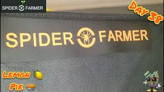 Day38 Seed to Harvest Series Kosher Cake & Lemon Pie Spider Farmer SE3000 & 3x3 Grow Tent