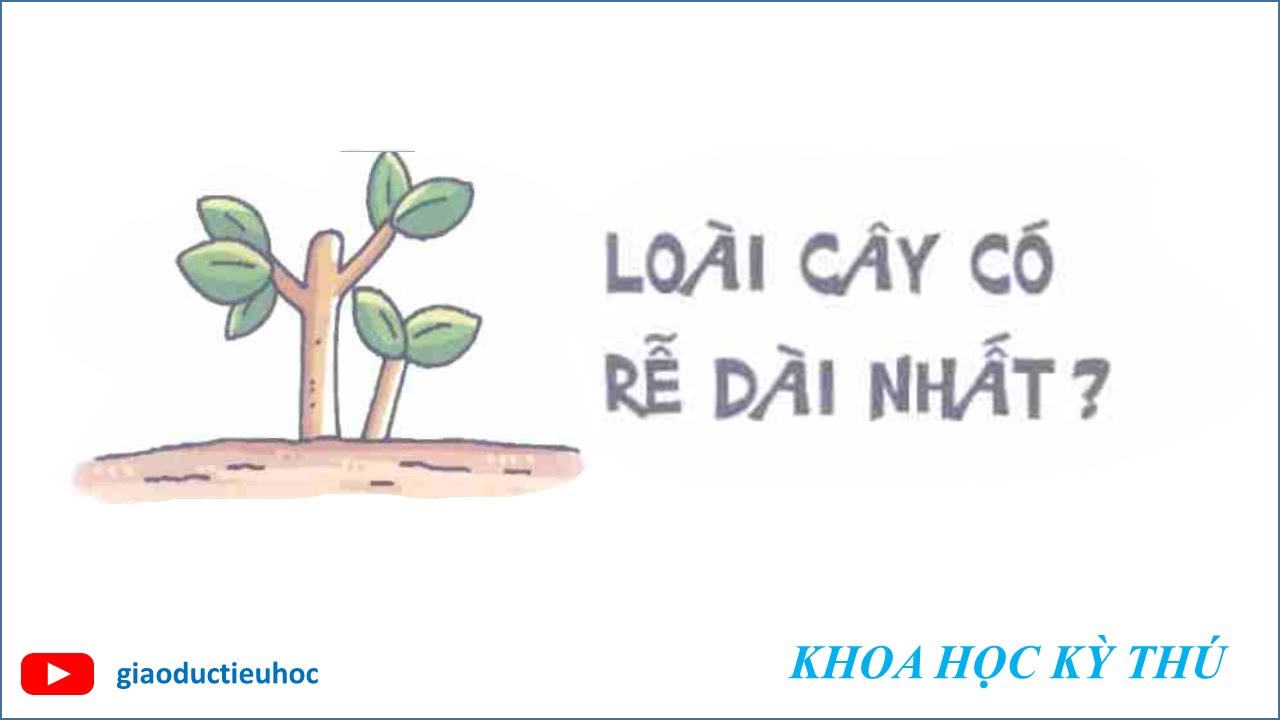 #Giaoductieuhoc – KHOA HỌC KÝ THÚ – LOÀI CÂY CÓ RỄ DÀI NHẤT - YouTube