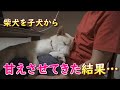 柴犬の子犬を膝で甘えさせてきた結果…こんなにも甘える柴犬になりました!