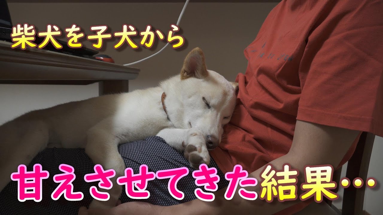 柴犬の子犬を膝で甘えさせてきた結果 こんなにも甘える柴犬になりました Youtube