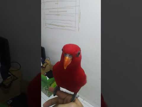 Nuri Ambon / Eos Bornea /Read lory Fly to me