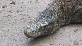 Wild Komodo Dragons in Forest on Rinca Island - Living Dinosaur