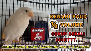 KENARI PAUD ½ VOLUME - Ampuh pancing kenari paud dan kenari macet bunyi agar cepat gacor