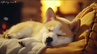 10 HOURS of Dog Calming MusicDog Sleep Music RelaxAnti Separation Anxiety Relief Healing Music