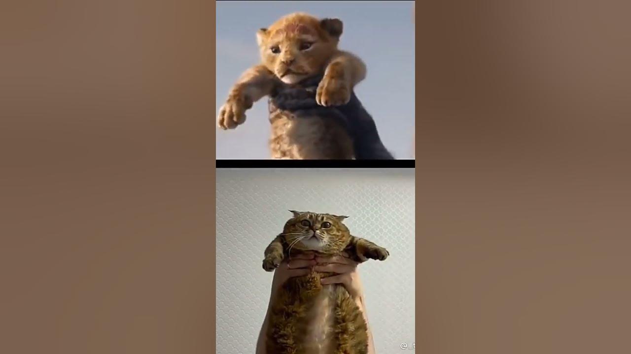 Симба 2025