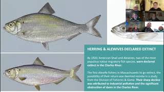Fish Monitoring 101: 2024 Charles River Herring Count Training Webinar