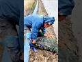 চিনের মানুষ ধান খেতে কাকড়া চাষ করে #cultivation of-cucumbers for rice#china #shortvideo #fect