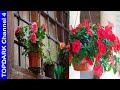 10  Plantas con flores ideales para macetas