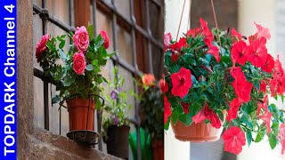 10 Plantas con flores ideales para macetas - YouTube