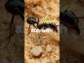 Adaptive Variations in Insects Mouth Parts | Arthropoda | Zoology