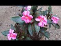 How To Get Seeds From New Guinea Impatiens / New Guinea Impatiens - Miss Smarty Plants : Summer, late summer, spring, late spring.