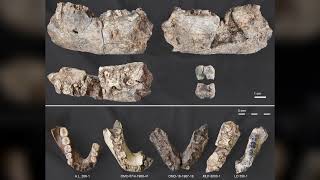 Ancient Nutcracker Man Fossil Rewrites Human Evolution Timeline