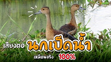 เสียงนกเป็ดน้ําต่อ เสียงชัดเจน เหมือนจริง 100% ต่อยาวๆหลายชั่วโมง