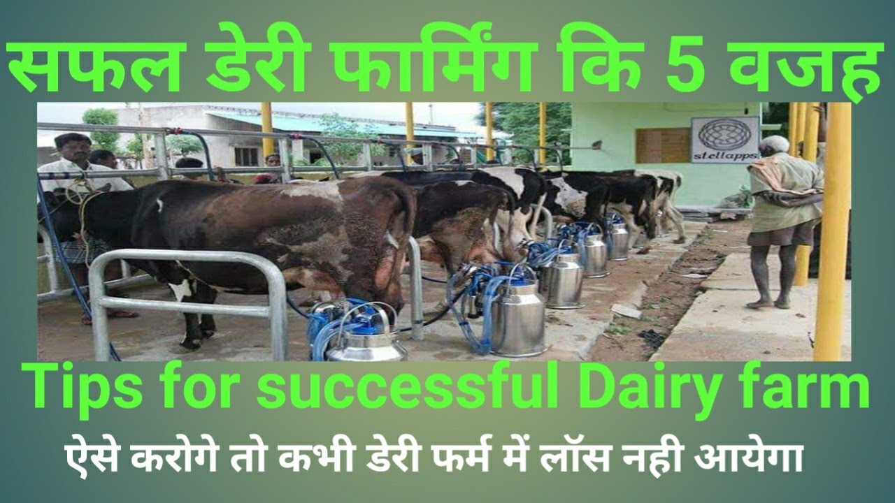 how-to-succeed-as-a-dairy-farmer-5-simple-tips-youtube