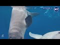 Russian Oceanarium Welcomes First Beluga Calf Born in Captivity | The Moscow Times