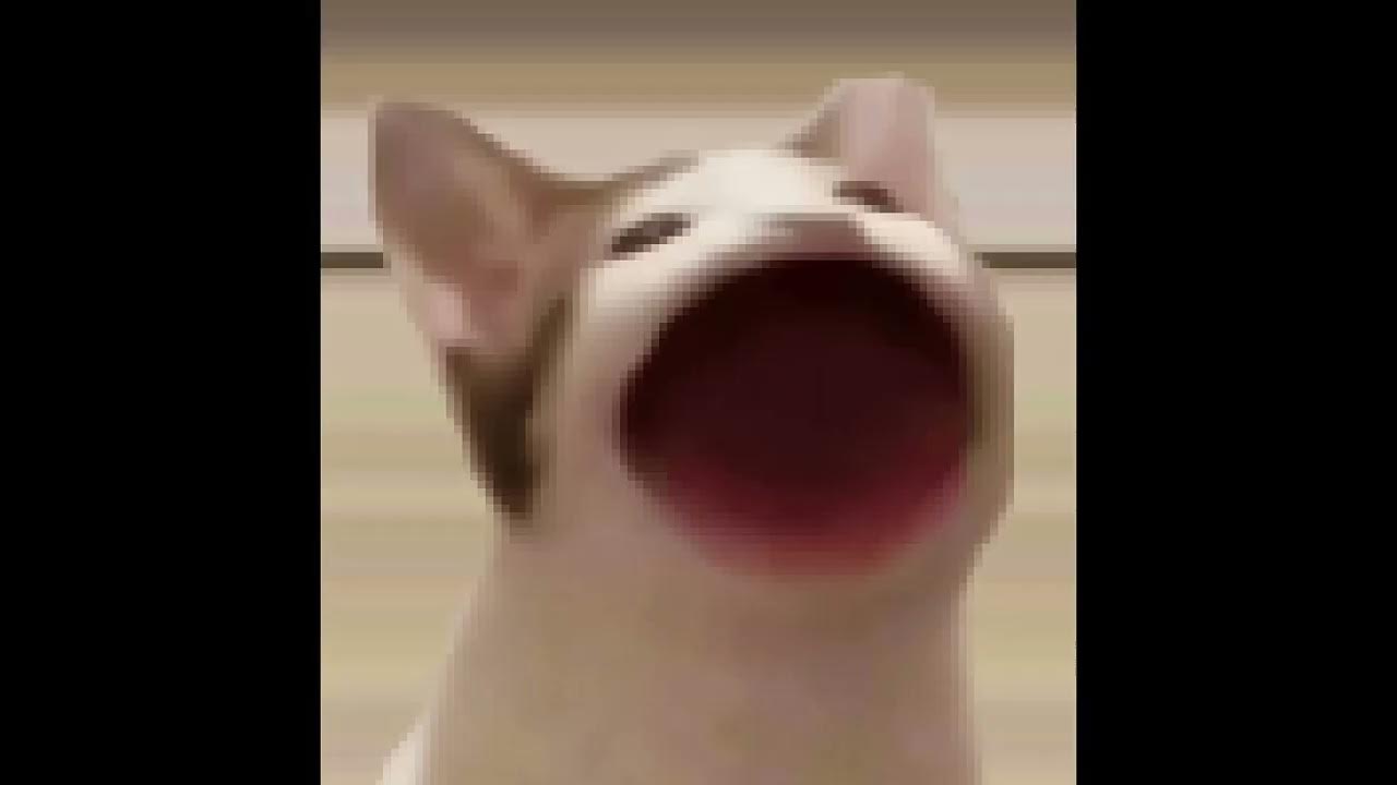 Кот с открытым ртом мем. Мем с котом рот. Мем с котом рот. Поп кот. Коты мемы.