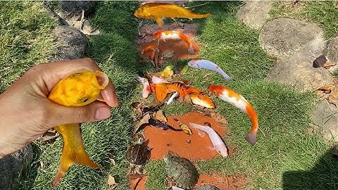 Vui học cùng bé-Giải cứu các con cá đủ màu sắc xinh đẹp mắc cạn ở dòng suối cạn nước trong công viên