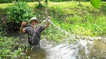 Về Quê Ba Bắt Cá Sặc Nấu Canh Chua Cơm Mẻ | Sông Quê TV