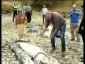 Aparece un calamar de diez metros y 180 kilos en Cantabria (España)